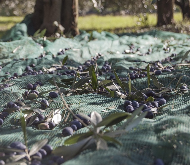 raccolta olive